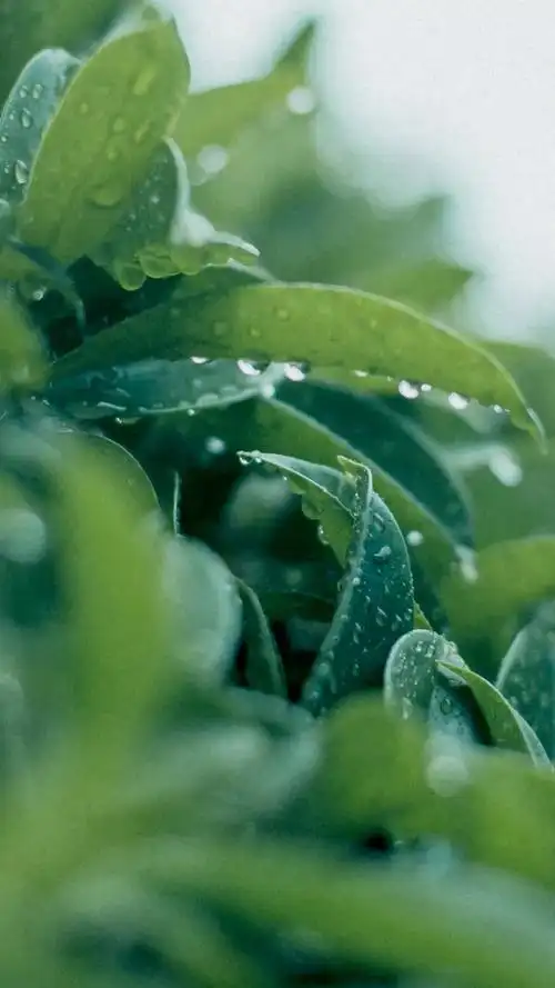 清新护眼绿色植物图片手机壁纸