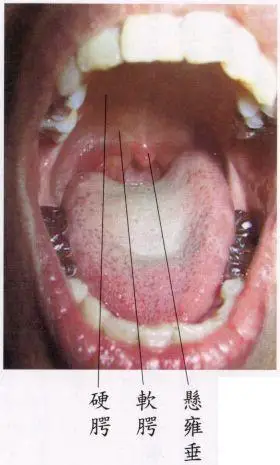 位于食道口正上方的那"一小丁"肉叫什么名字?有什么生理作用吗?