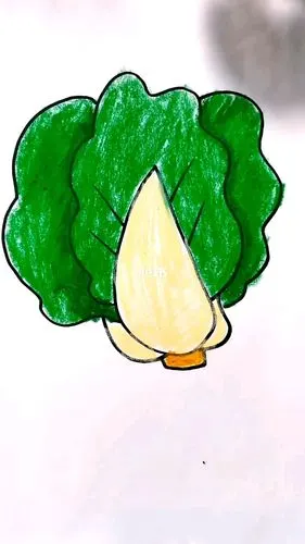 白菜简笔画