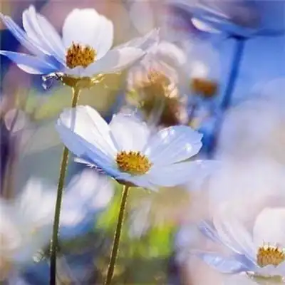 适合女生的小雏菊花图片头像