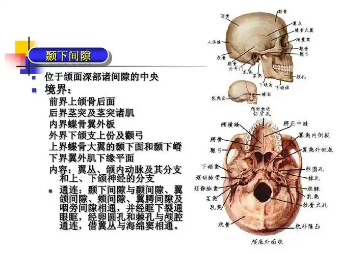 颞下间隙   位于颌面深部诸间隙的中央 境界: 前界上颌骨后面 后界