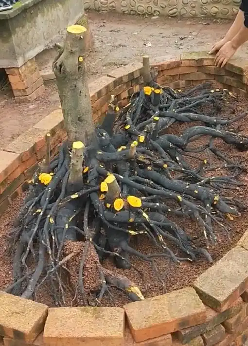 这9棵金弹子桩,挖到它的人都乐了,最后1棵挖桩人做梦都笑醒