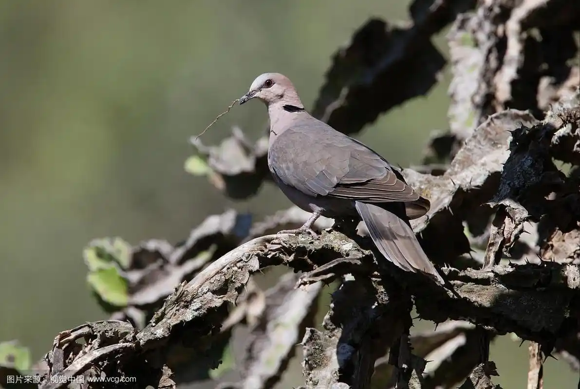红眼斑鸠(streptopelia semitorquata),成虫,喙中筑巢材料,栖息在多汁