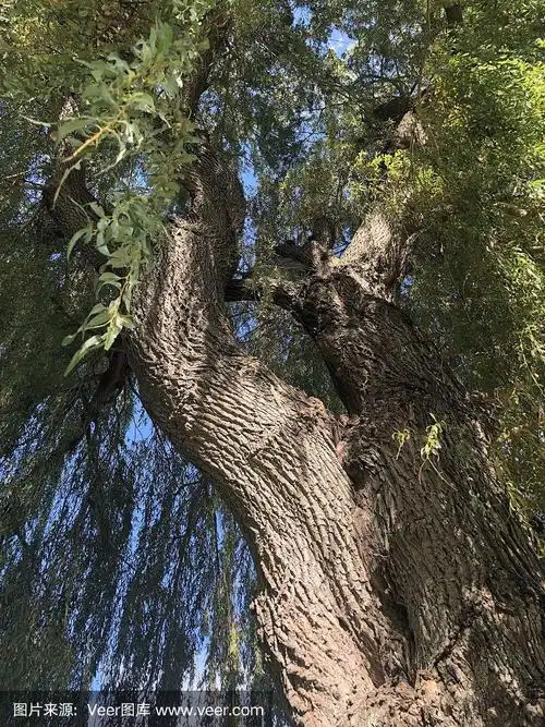 柳树带着树干向上看