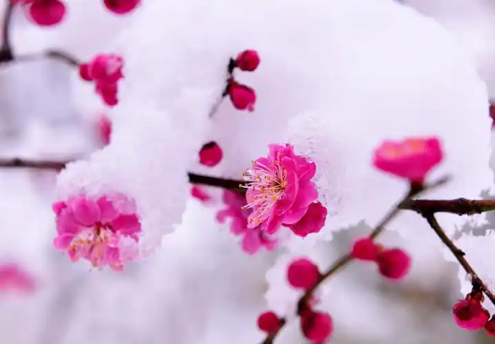白雪红梅
