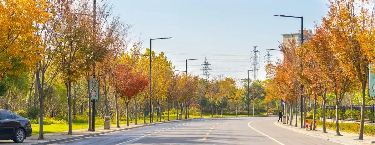 树已进入最佳观赏期,小编对市区大部分色叶树种行道树栽植的道路进行
