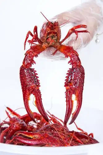 【糖糖探店】一路虾蟹一元吃虾!小龙虾届网红就是他!