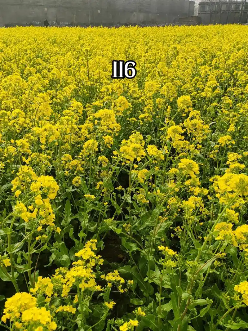 洹河纪事116.我上一年级时,常看见和平哥在一沓窗户纸上画画.