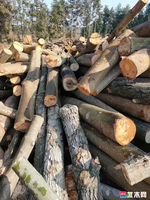大量收购杂原木