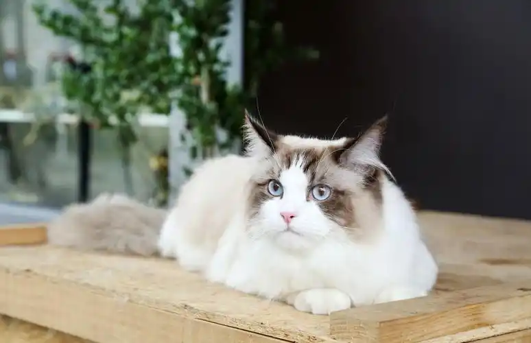 养布偶猫是种什么体验?每天都有甜甜的恋爱时刻