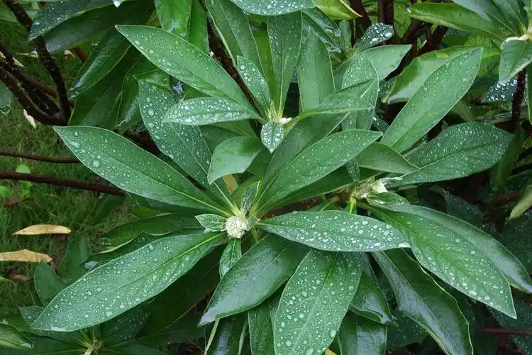 结香瑞香科结香属