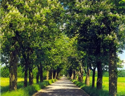 行道树的作用价值