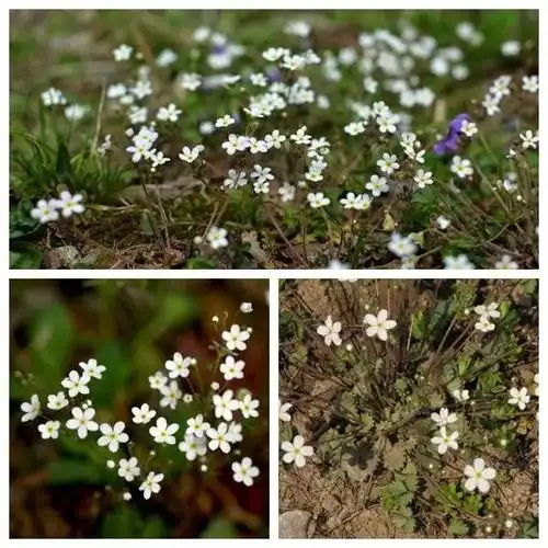 小花朵朵似繁星—华北地区点地梅属植物欣赏与识别