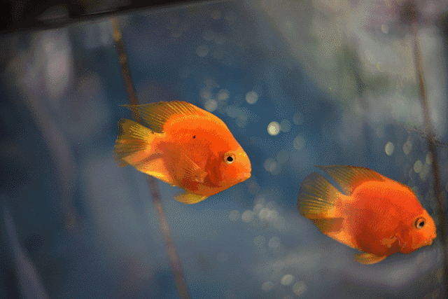 我是一条快乐的小鱼儿 无忧无虑 蹦蹦跳跳的 游过小河游过大江