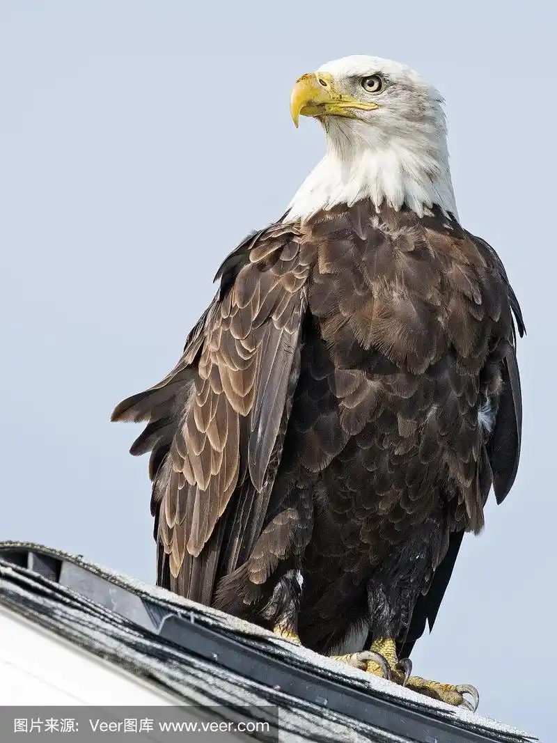 白头海雕