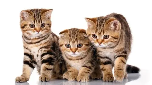 三只可爱的小猫,白色背景 iphone 桌布