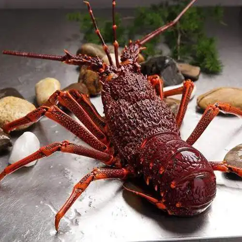 澳洲深海大龙虾冷冻生冻海鲜水产可刺身海鲜澳龙非波龙2斤-4斤