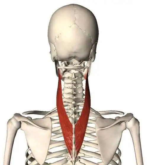 颈后肌群手法治疗
