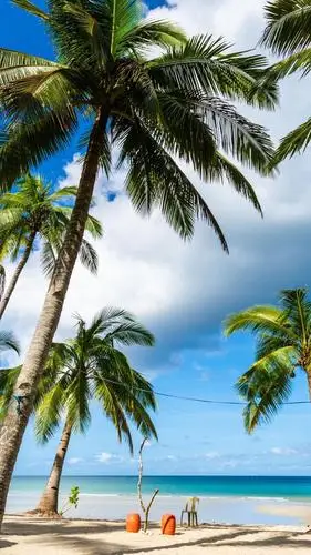 海边椰子树迷人的风光