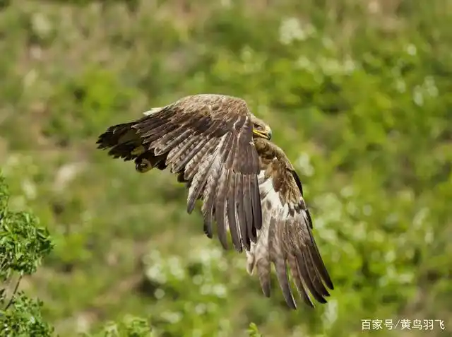 内蒙赤峰,热拍草原鹰