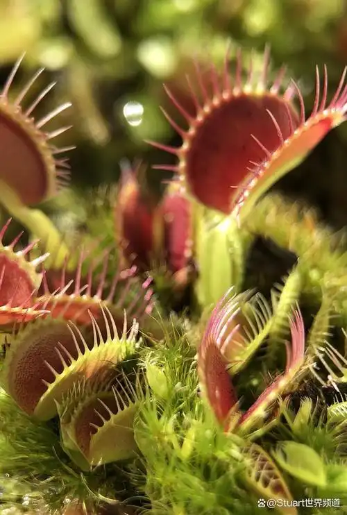 奇怪植物的奇妙世界