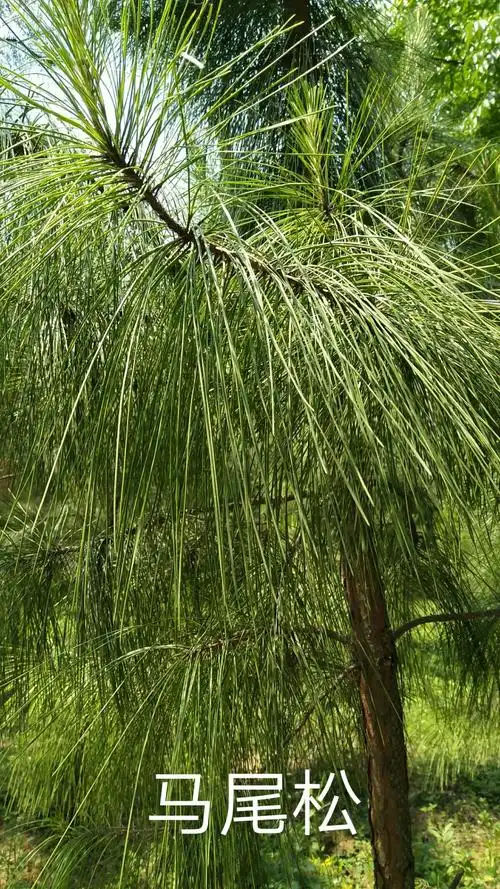 丰富多彩的植物世界――信阳农林学院篇 班级:药品生产技术 姓名:吕代