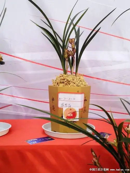 昆明兰展上的大奖兰花二