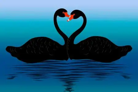 黑天鹅在游泳图片