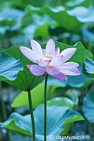 荷花图片_图片大全