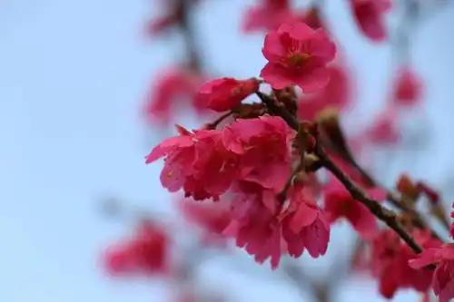 【新春第一篇】红红火火的樱花,红红火火的新年!