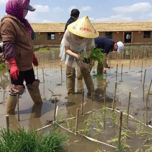 需自备雨靴,在工作人员的指导下进行体验参与插秧稻田画的大,小朋友9