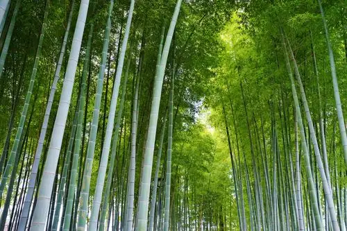 竹林竹子竹叶4k高清壁纸