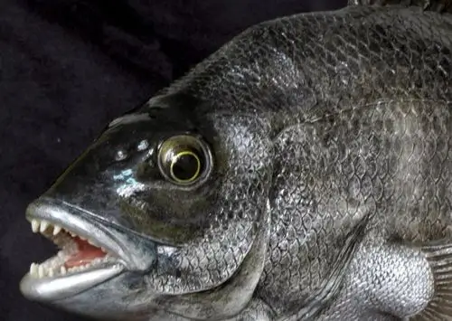 sparus macrocephalus