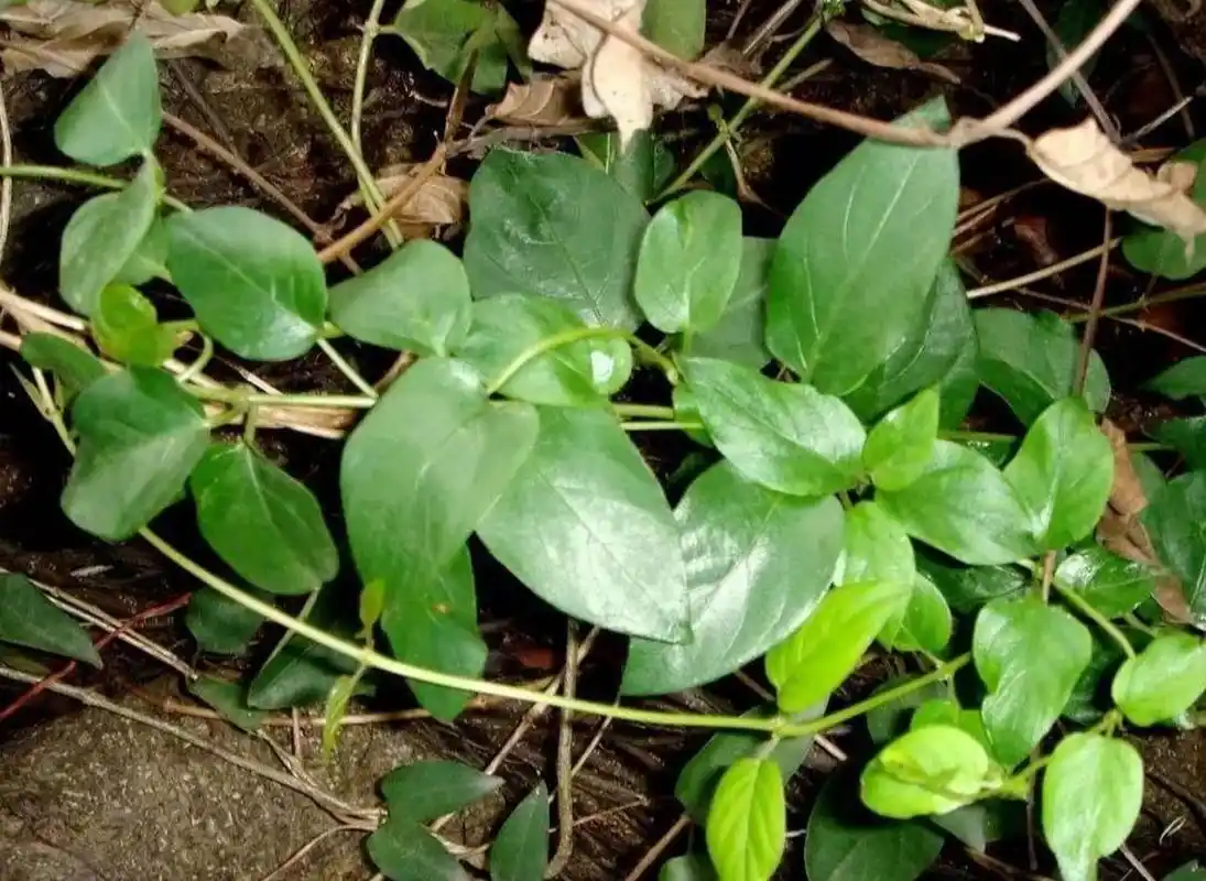 02鸡屎藤 鸡屎藤,中药名.