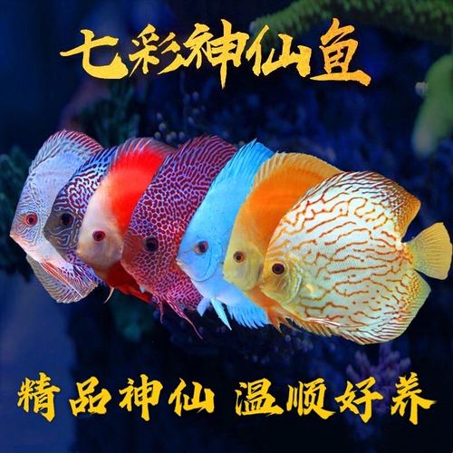 阿莲卡红财神盖子红野血松石七彩神仙鱼热带鱼南美观赏鱼