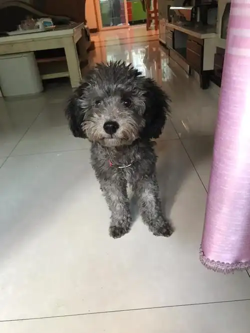 灰泰迪快五个月了返灰这个颜色什么时候