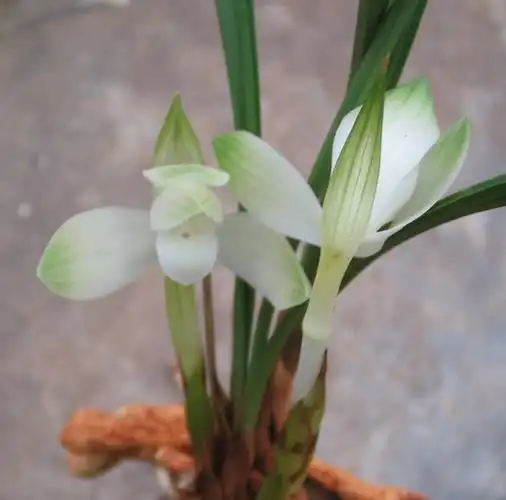 春兰素花-春兰篇-中国兰花交易网社区