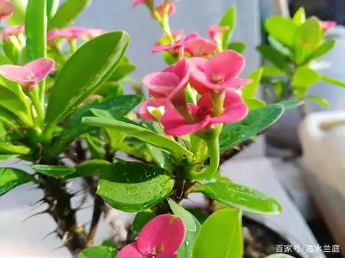 图示花朵为二歧聚伞花序