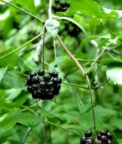 刺五加提取物 刺五加速溶粉 刺五加浸膏现货包邮