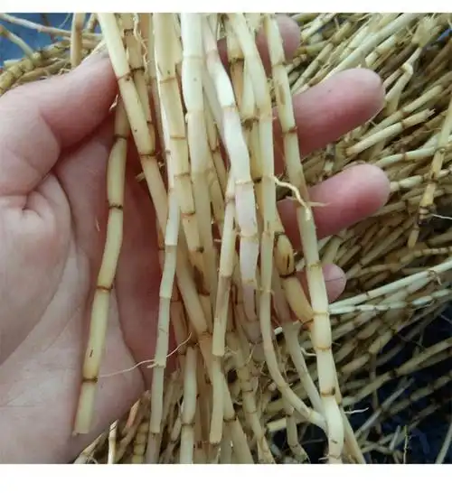 野生新鲜白茅根甜草根500g茅草根洗净去皮毛草根伊梵麦
