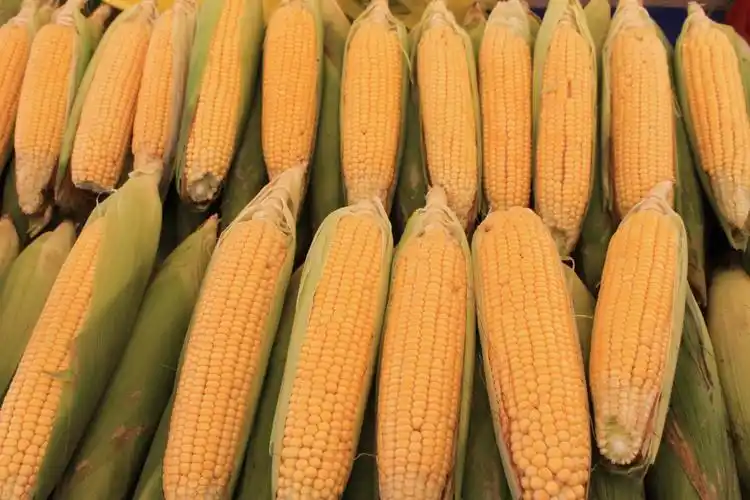 玉米图片_玉米图片大全_全景图片