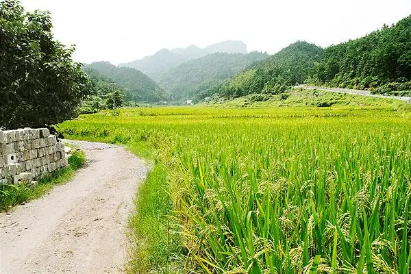 乡村的稻田和远处的山