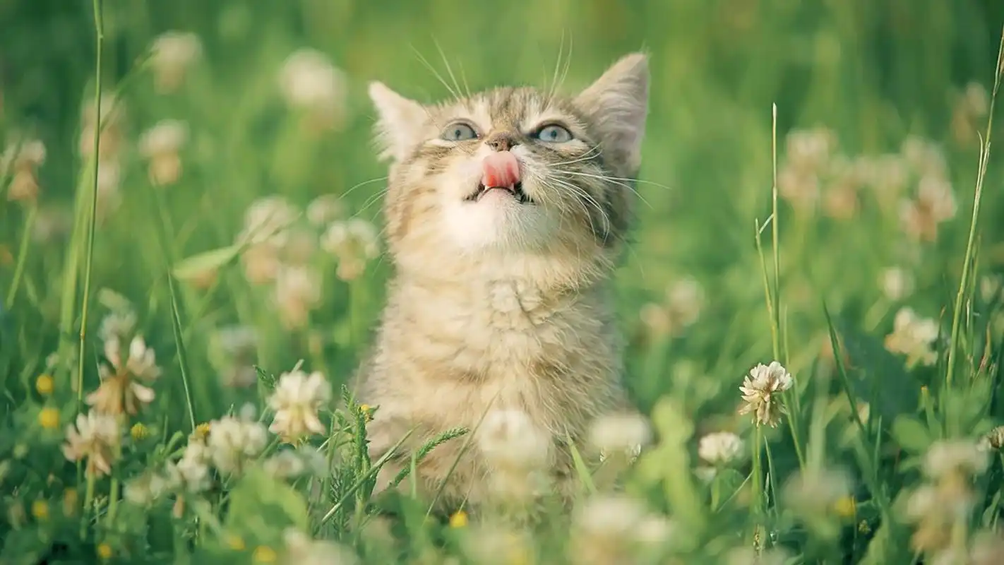 首页 桌面壁纸 动物壁纸 可爱的萌宠喵星人毛茸茸的小猫图片桌面壁纸