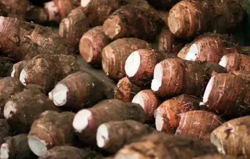 从1000万跃到5000万这个县的芋头盘活了大产业