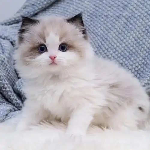 布偶猫幼猫蓝双海双仙女猫赛级加菲猫幼崽小猫猫活体宠物猫咪活物