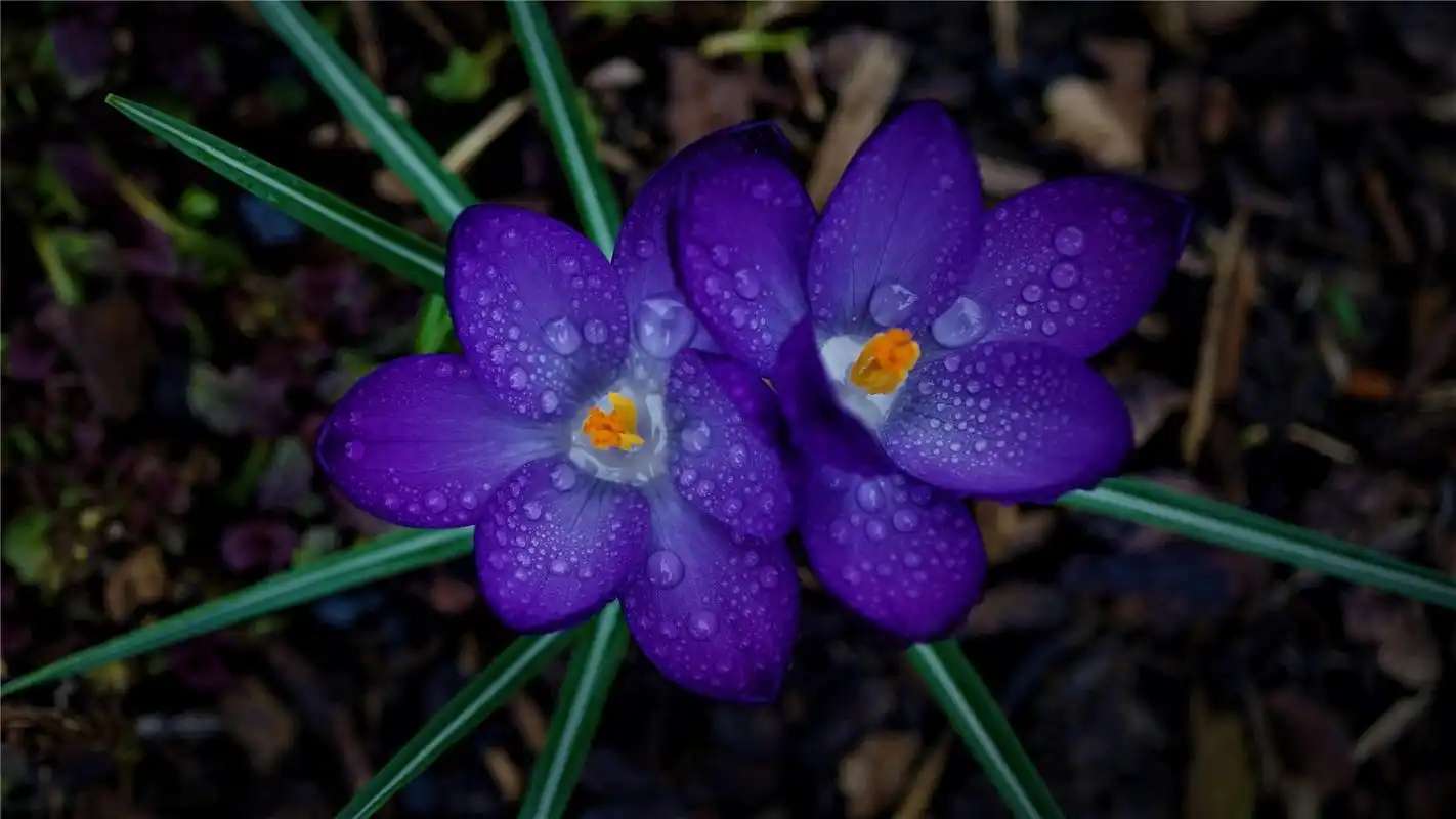 鲜花水滴露珠唯美高清桌面壁纸