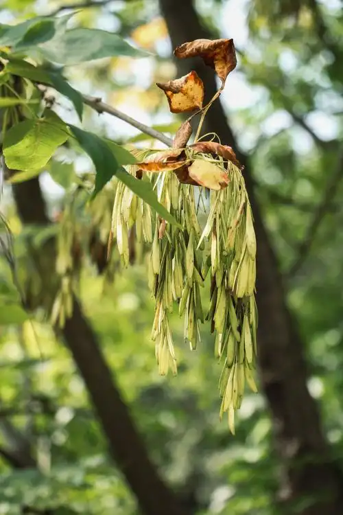 白蜡树的养殖方法