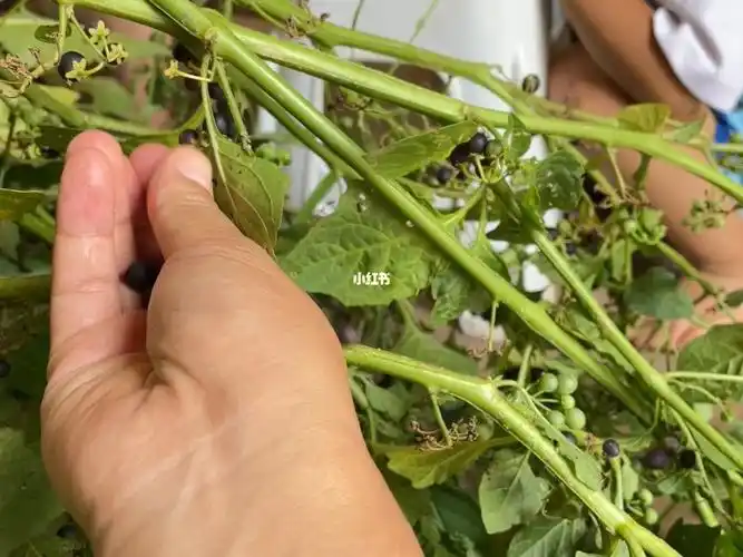 种菜我是认真的但是后天的成长就是靠天了