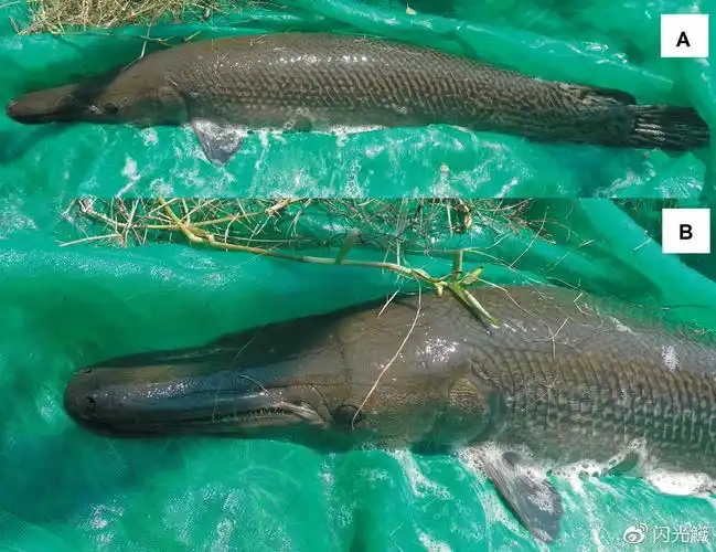 当然,大雀鳝其实可以适应热带河口,因此如果这片水域还有其他大雀鳝