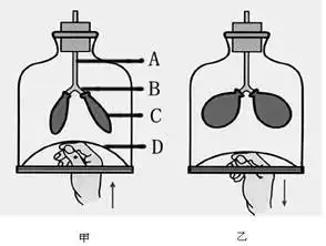 下图为模拟膈肌运动的模型请依图回答有关问题
